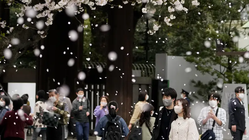 Kuil Shinto di Tokyo yang Penuh Bunga Sakura Bermekaran