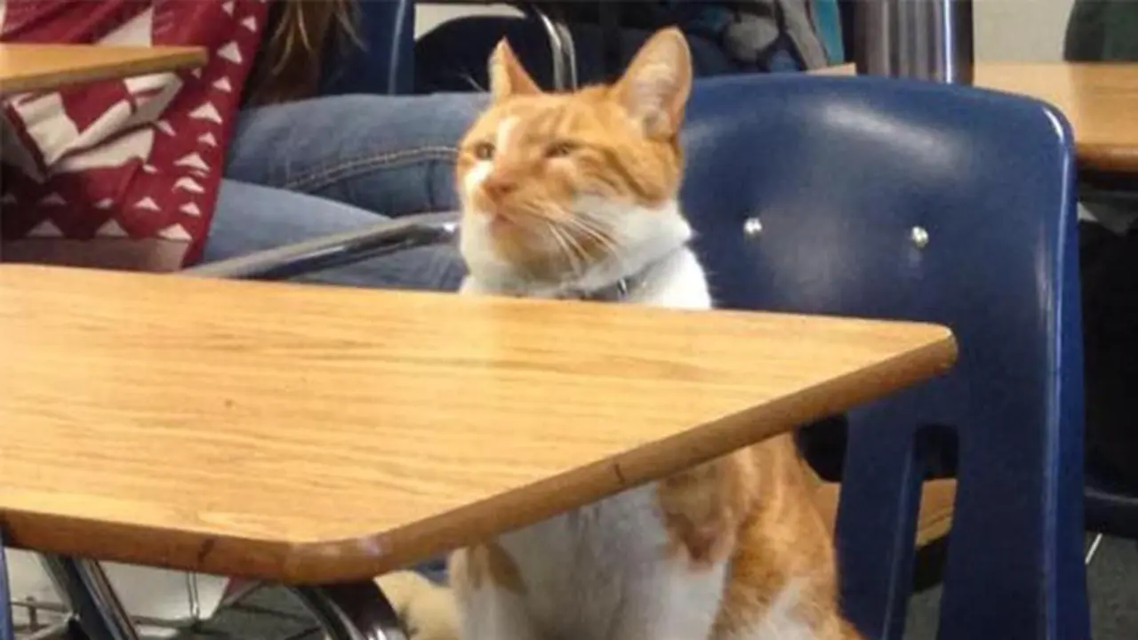 Bubba, Kucing Satu-satunya yang Menjadi Murid SMA di Dunia