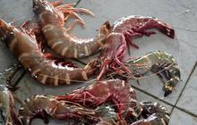 Ekspor Udang Terhambat Akibat Radioaktif: Harga Berpotensi Turun, Pasar Amerika Menutup Akses