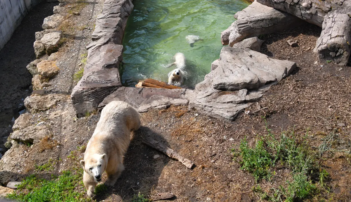 Seekor beruang kutub betina terlihat bersama dengan bayi kembar tiganya yang lahir pada Desember tahun lalu di taman hiburan Marineland di Kota Antibes, Prancis, Kamis (14/5/2020). (Xinhua/Serge Haouzi)