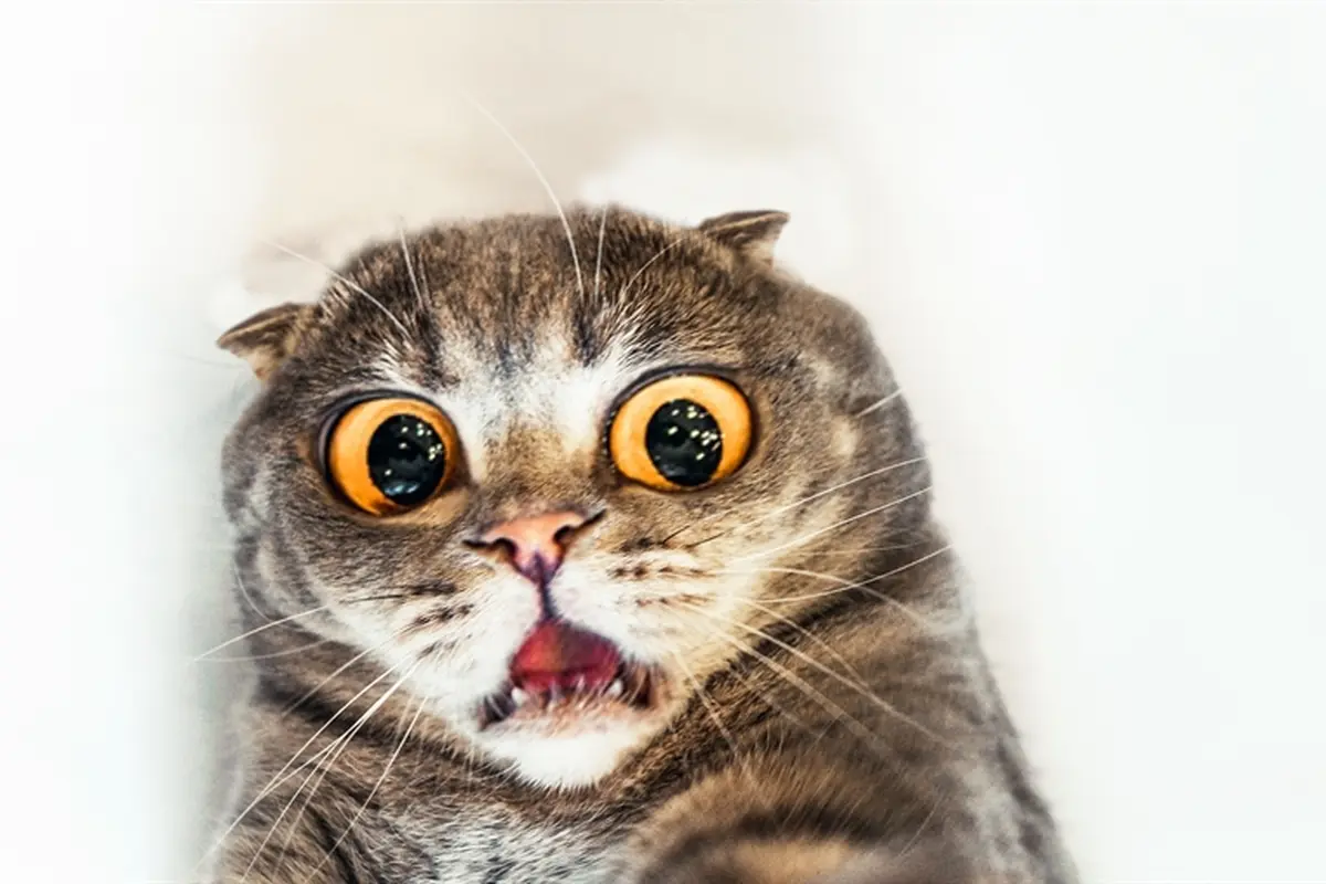 Kucing Ini 'Ngomel' Layaknya Manusia