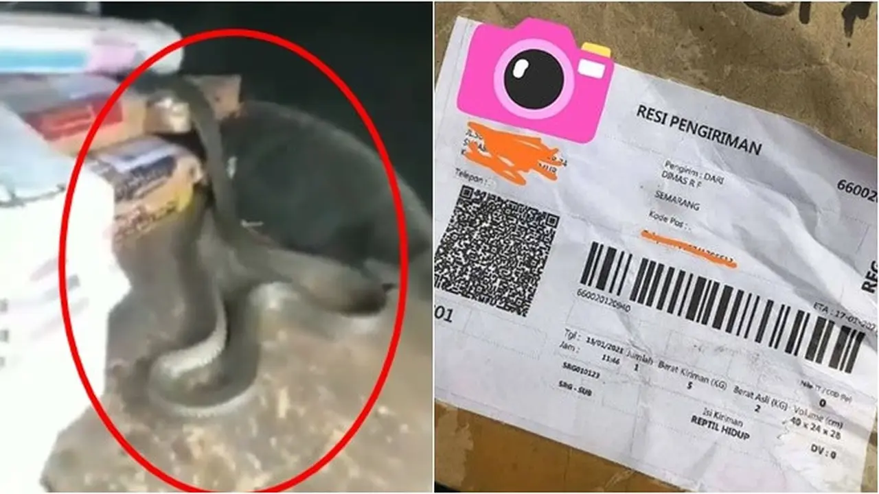 Viral, Video Paket Berisi King Kobra Lepas Ini Bikin Kaget