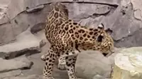 Dalih Pengelola Ragunan usai Kondisi Jaguar 'Jalu' Viral: Tak Semua Satwa Kurus Artinya Sakit