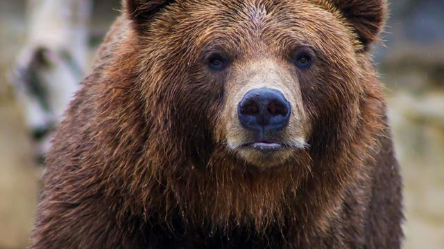 Kasus Penyerangan Beruang ke Manusia di Jepang Terjadi Lagi, Kali Ini Korban Lansia 79 Tahun
