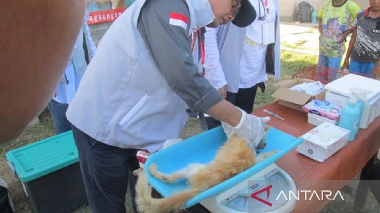 Tahukah Anda, Pulau Beras di Aceh Besar Makin Aman dari Rabies Berkat Bakti Sosial Komunitas Pencinta Kucing?