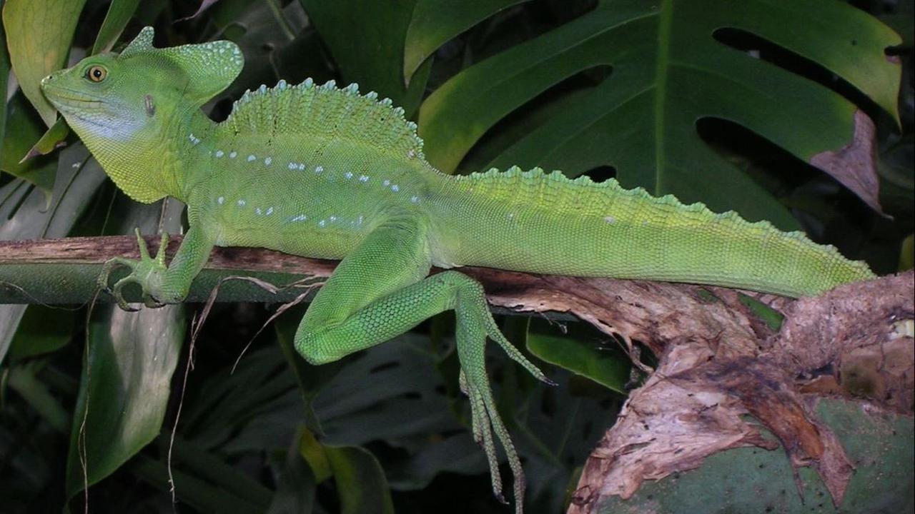 1. Makna di Balik Nama Kadal Basilisk&nbsp;<br>