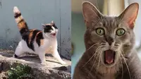 10 Potret Ekspresi Lucu Kucing saat Kaget Ini Bikin Gemas