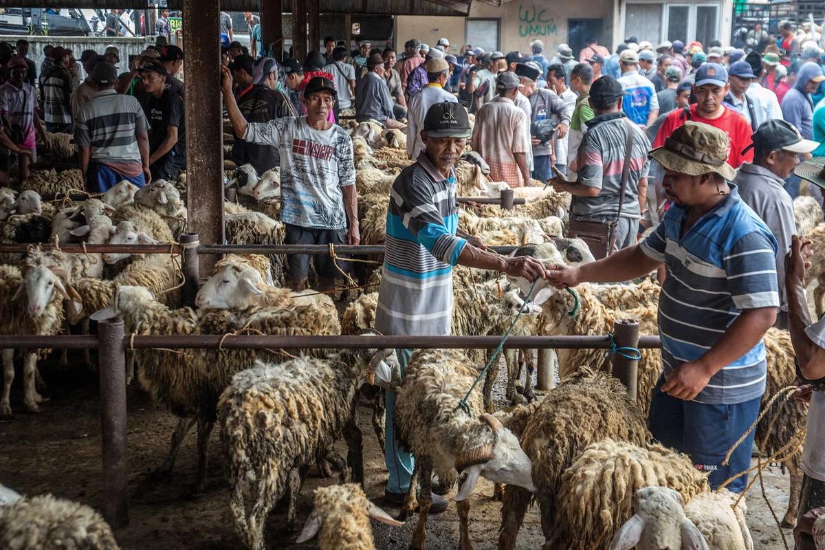 FOTO: Pasar Hewan Ternak Ambarawa Ramai Jelang Idul Adha