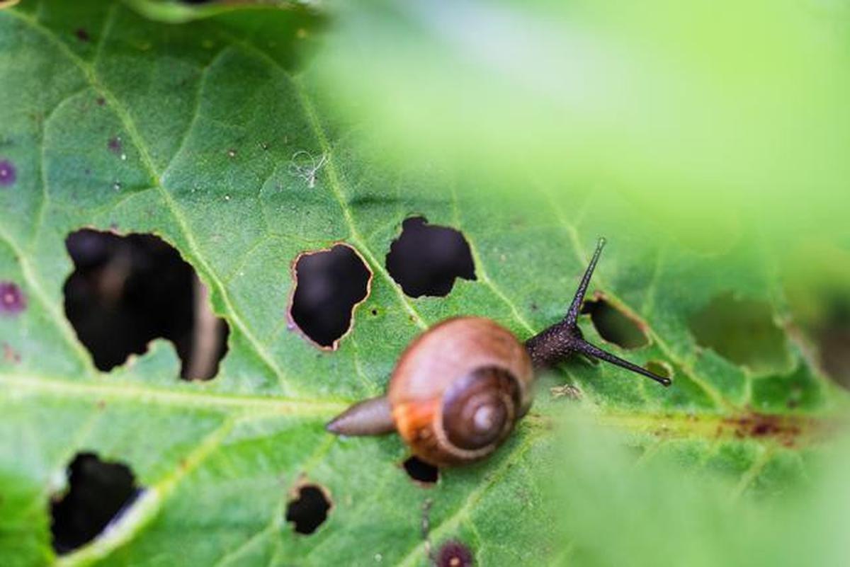 5 Cara Memanfaatkan Ampas Kopi untuk Tanaman agar Subur &amp; Sehat