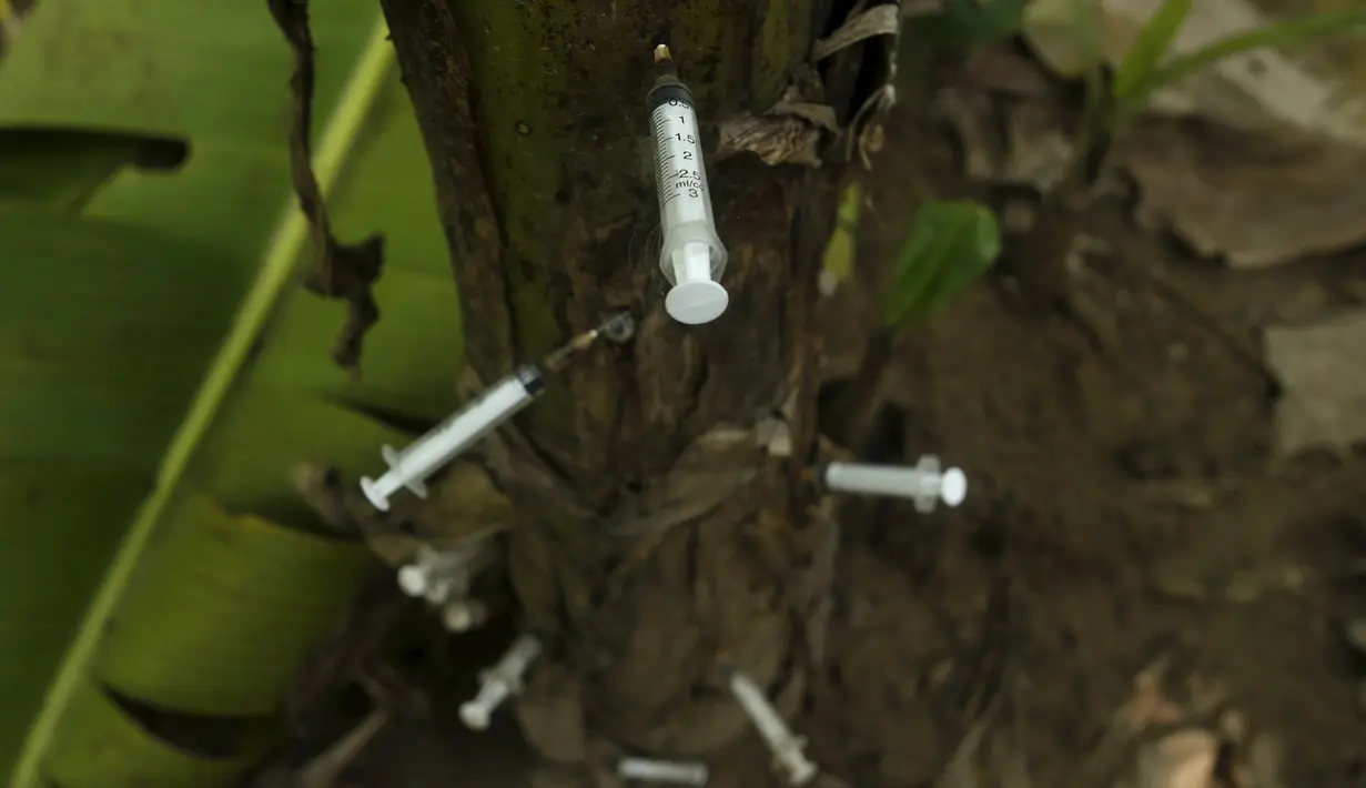 Jarum suntik heroin bekas para pecandu narkoba tertancap pada pohon pisang di Hanoi ,Vietnam, Selasa (1/12). Sejak 2005  remaja di Asia Pasifik meninggal karena AIDS meningkat dua kali lipat.  (REUTERS/Kham)