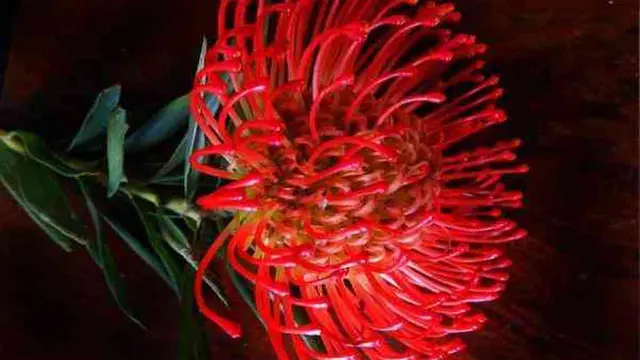 [Bintang] Diwakili sama Bunga, Ini Bunga yang Sesuai dengan Zodiak Kamu