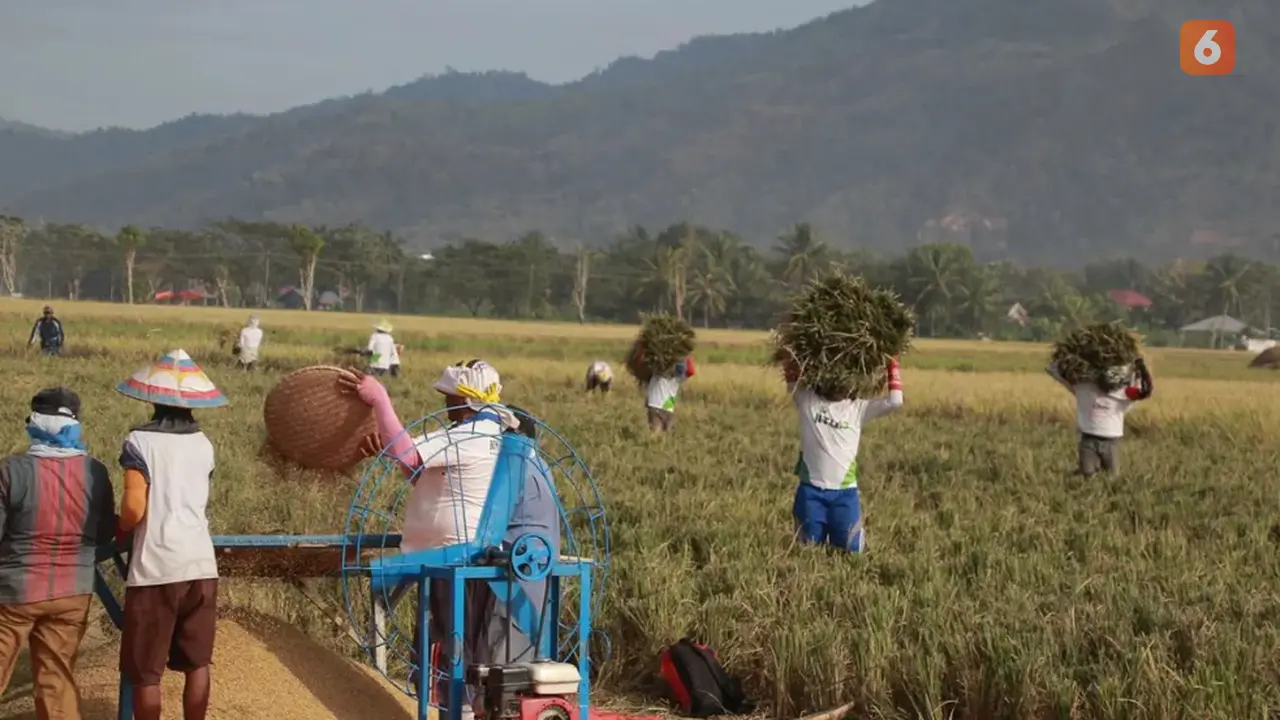 Petani Sawah di Gorontalo (Foto: Arfandi Ibrahim/Liputan6.com)