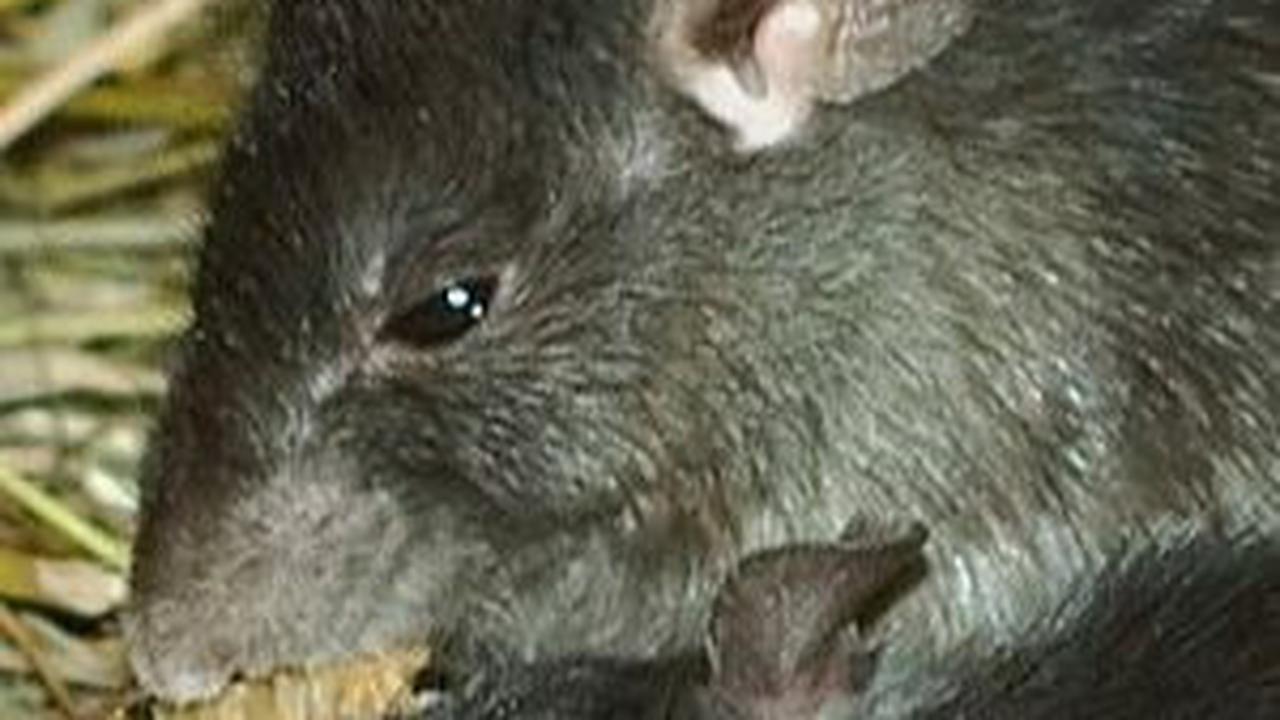 1. Tikus<br>