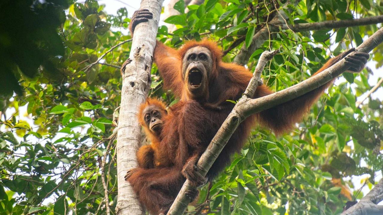 FOTO: Puluhan Orangutan Tapanuli Tewas Akibat Longsor di Batang Toru