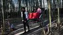 Wisatawan menaiki becak untuk berkeliling Hutan Bambu Sagano di Arashiyama, Kyoto, Jepang pada 8 Desember 2018. Berada tidak jauh dari pusat kota Kyoto, hutan ini menjulang tinggi di tengah-tengah kota. (Behrouz MEHRI / AFP)