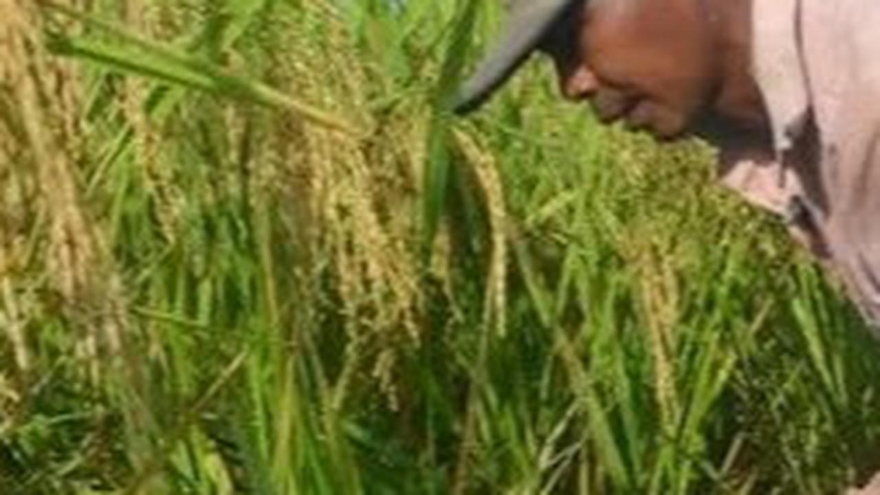 Lantas apa itu program food estate di era Presiden Jokowi yang dicap gagal?