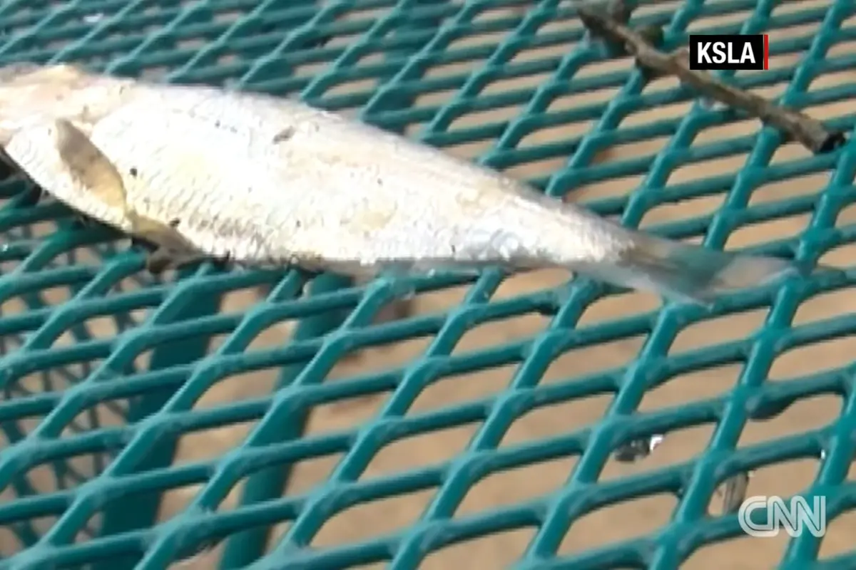 Hujan Ikan Langka
