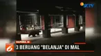 Tiga ekor beruang terlihat berkeliaran di bagian luar sebuah pusat perbelanjaan di Nothern, California, Amerika Serikat.