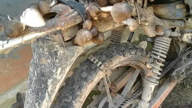 10 Motor Tak Pernah Dipakai Ini Bikin Geleng Kepala, Jadi Tempat Jamur
