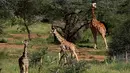 Jerapah reticulated mencari makan di Konservasi Loisaba, Laikipia, Kenya, 5 Agustus 2019. Perburuan liar dan perusakan habitat mendorong populasi jerapah di Kenya terus menurun. (TONY KARUMBA/AFP)