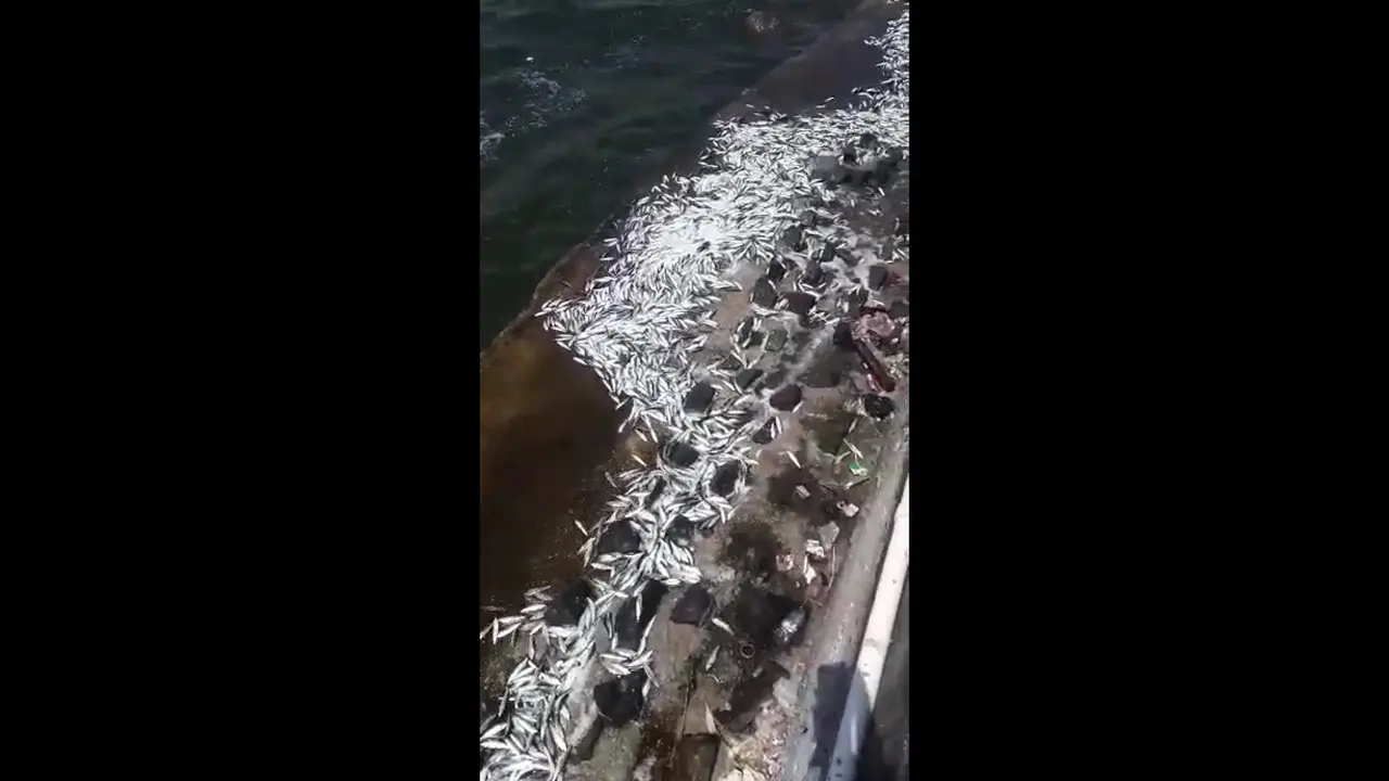 Ikan-ikan tergelepar di atas bebatuan pemecah ombak di dekat Jalan Pantai Mutiara Regatta, Penjaringan, Jakarta Utara. (Istimewa)