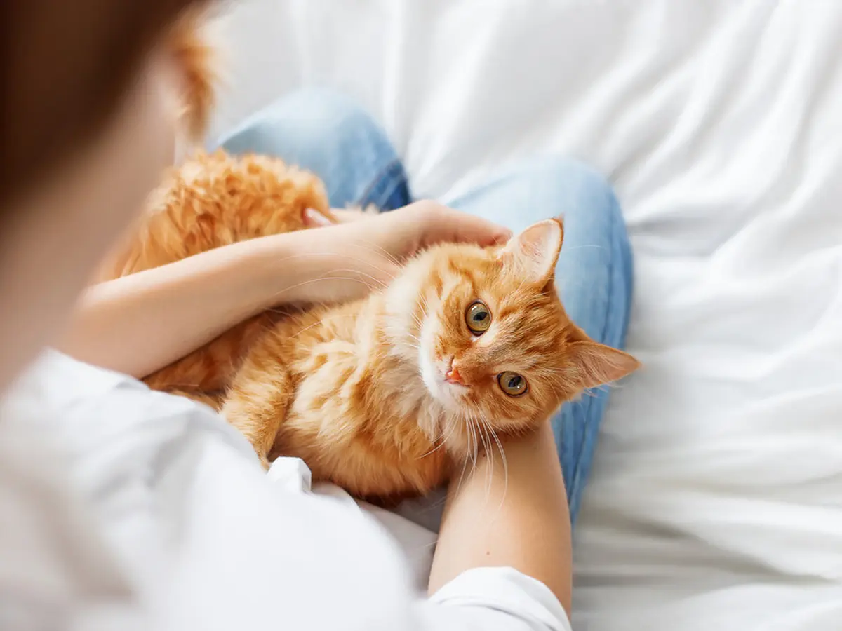 Perilaku Kucing Ini jadi Tanda bahwa Dia Suka Kamu, Gemesin Deh! - Ragam  Bola.com