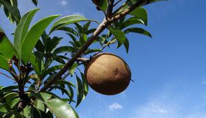 Ilustrasi pohon sawo. (Gambar oleh Bishnu Sarangi dari Pixabay)