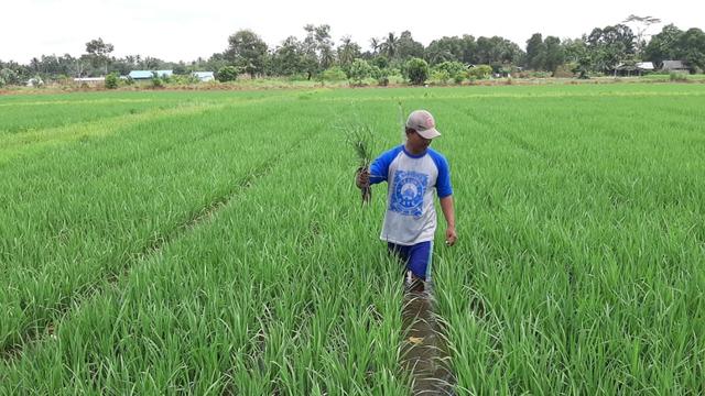 Tahan Kekeringan Benih Inpara 2 Jadi Primadona Produksi Padi Di Lahan Rawa Bisnis Liputan6 Com