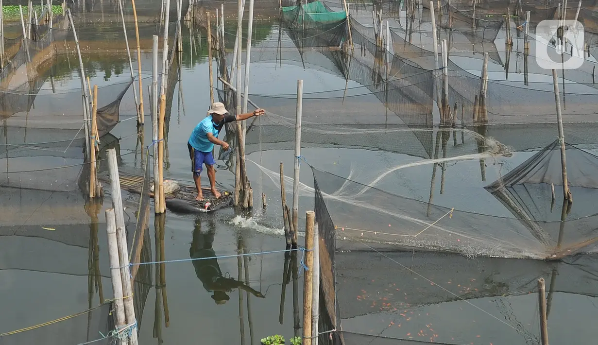 Petani menjala ikan mujair untuk dijual diantara keramba ikan hias di Situ Telaga Biru, Ciseeng, Bogor, Selasa (15/09/2020). Terdampak ekonomi akibat menurunnya daya beli masyarakat saat pandemi COVID-19, ratusan petani ikan hias di kawasan ini hanya bisa pasrah. (merdeka.com/Arie Basuki)