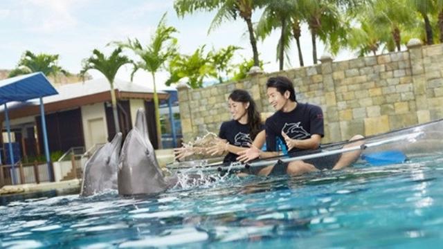 Interaksi Lumba-Lumba di Dolphin Island Resorts World Sentosa