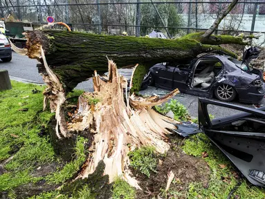 Sebuah mobil yang tertimpa pohon besar di Paris, Kamis (27/2/2020).  Angin kencang menumbangkan pohon besar hingga menimpa sebuah mobil di dekat Menara Eiffel dan menewaskan pengemudi di tempat. (Benoit Moser/BSPP via AP)