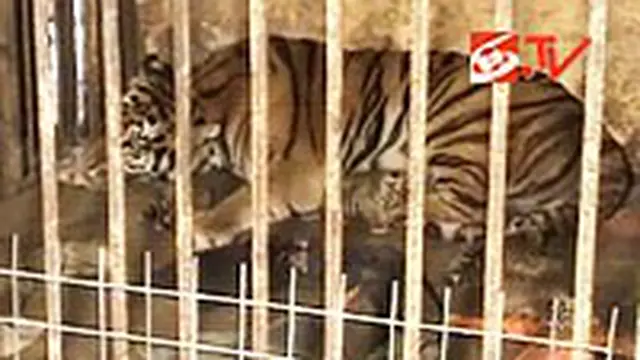 Kebun Binatang Semarang Kedatangan Penghuni Baru