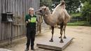 Seekor unta Baktria ditimbang selama sesi pemotretan penimbangan tahunan di Kebun Binatang London, pada Kamis (26/8/2021). Pengukuran tinggi dan berat badan ini untuk mengetahui kesejahteraan dan kesuburan hewan. (Tolga Akmen / AFP)