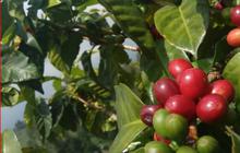 Harga Jual Kopi Temanggung Meningkat hingga 300 Persen, Ini Fakta di Baliknya