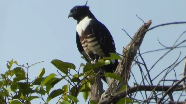 Salah satu burung di Cagar Biosfer Giam Siak Kecil-Bukit Batu (GSK-BB), Provinsi Riau.