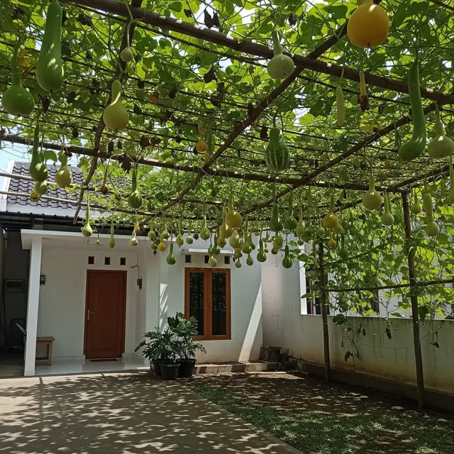 9 Inspirasi Kanopi Alami dari Pohon Buah Merambat, Sejuk dan Estetis untuk Hunian