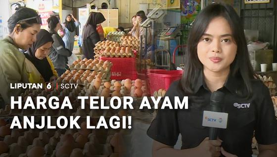 MBG Setop saat Libur Sekolah, Harga Telur Ayam Anjlok Lagi