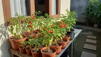 7 Varietas Cabai yang Paling Produktif, Cepat Panen dan Balik Modal