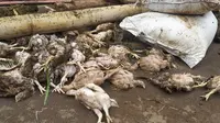 Bangkai unggas ayam yang menjadi korban sapuan banjir bandang di Kecamatan Karangtengah, Garut, Jawa Barat. (Liputan6.com/Jayadi Supriadin)