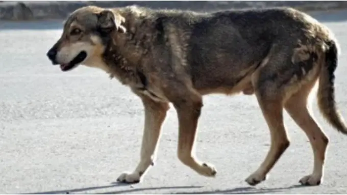 (c)merdeka.com/TN.com