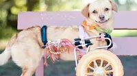 Daisy, Anjing Mungil yang Tak Kenal Kata Menyerah