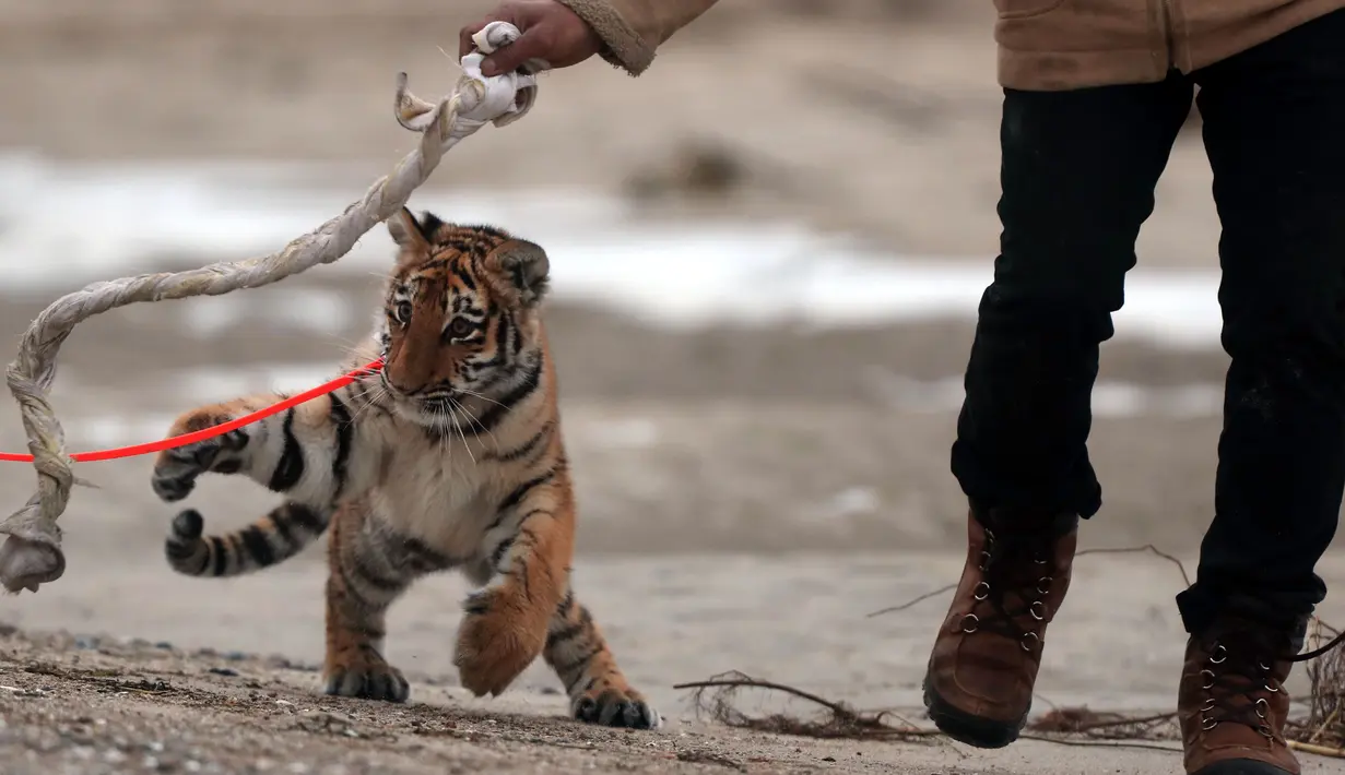 Harimau bernama Elsa saat bermain di kawasan Pantai Barendorf, Luebeck, Jerman (9/1). Elsa diperlakukan sangat baik oleh Monica Farrell dan suaminya, Saad Rose seperti layaknya anak sendiri. (AFP PHOTO/dpa/Jens Büttner/Jerman OUT)