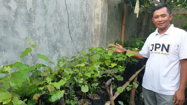 Yosep Mulyana (36), petani milenial asal Garut, Jawa Barat, menunjukan ribaun bibit tanaman anggur impor yang sukses ia kembangkan di pekarangan rumah miliknya di Garut.