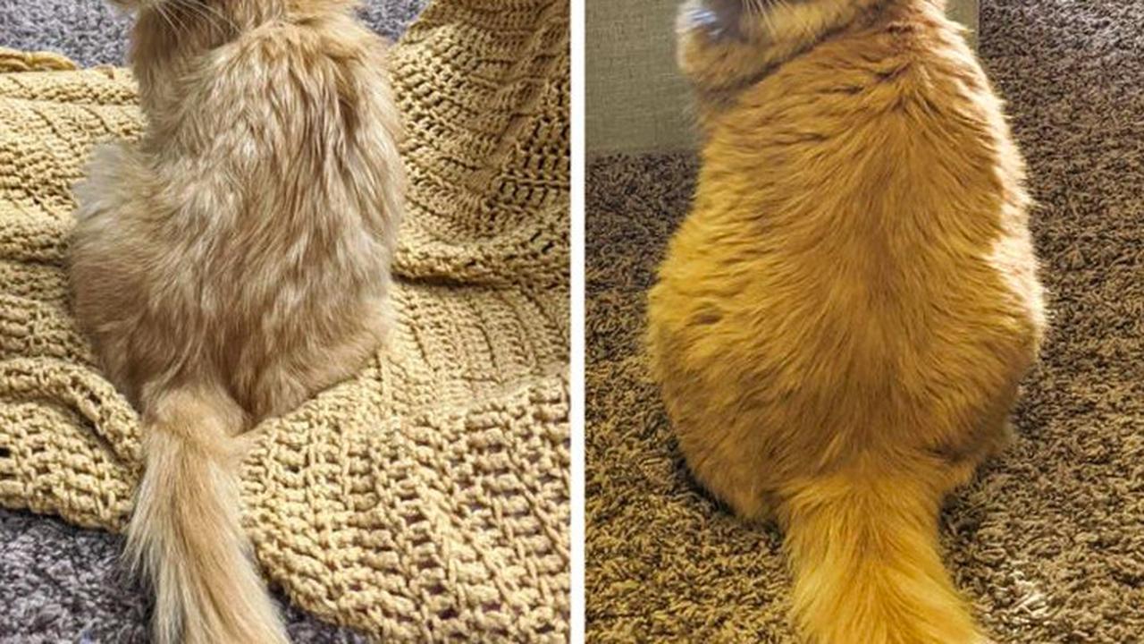 Siapkan Diri Sebelum Memutuskan Untuk Mengadopsi Hewan Peliharaan