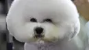 Bichon Frize menunggu untuk tampil pada hari pertama kompetisi Westminster Kennel Club 142nd Annual Dog Show di New York, Amerika Serikat, Senin (12/2). Kompetisi ini diikuti oleh ribuan anjing dari seluruh negara bagian. (AFP PHOTO/TIMOTHY A. CLARY)