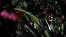 Petugas menata tanaman anggrek selama pratinjau pers festival tahunan anggrek di Kew Gardens, London, Kamis (7/2). Festival yang memamerkan keanekaragaman hayati tersebut akan dibuka untuk umum mulai 9 Februari 2019 mendatang. (AP/Alastair Grant)