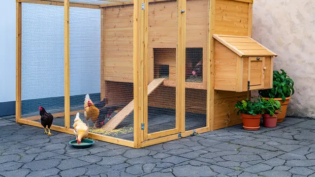 Model Kandang Ayam di Pojok Halaman Rumah Kecil (AI)