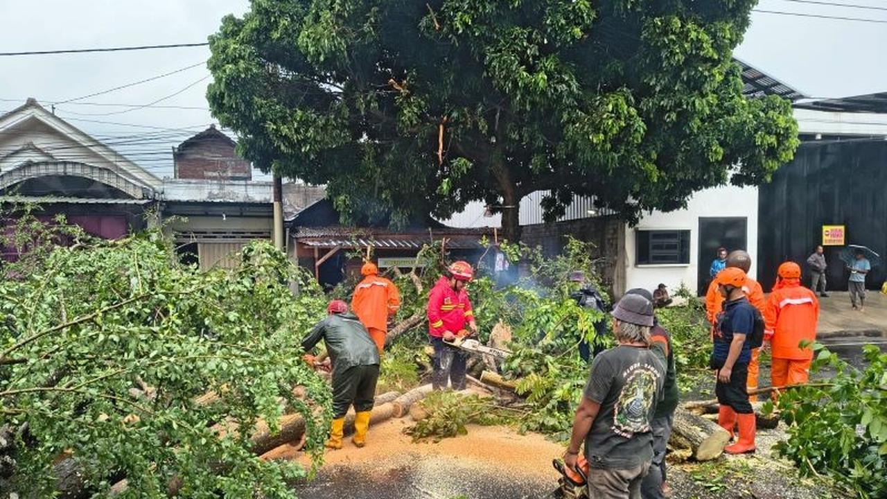 Evakuasi Pohon Tumbang Tulungagung-Kediri: Akses Jalan Nasional Sempat Lumpuh Total