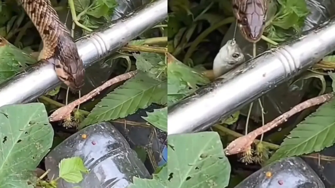 Pemanding Rebutan Ikan dengan Ular