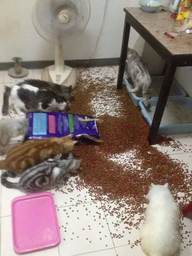 6 Potret Kocak Kucing Saat Bikin Ulah, Buat Majikannya Kesal